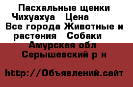 Пасхальные щенки Чихуахуа › Цена ­ 400 - Все города Животные и растения » Собаки   . Амурская обл.,Серышевский р-н